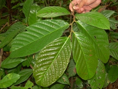 batulian leaves